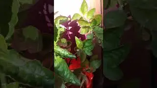 Indore plants 🌿#trending#plants#organicflowers#jakirachaudhary#flowers #viral#creative#farming#diy