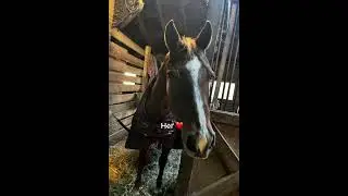 I still love Rupert he is the bright chestnut  #horse #equestrianjourney #equestrian