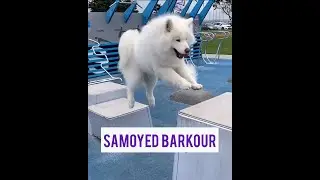 Samoyed Barkour