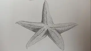 Drawing a Startfish| How to Draw Starfish Step by Step | Easy Ocean Animals Drawing