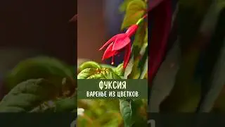 Фуксия. Варенье из цветков. Выращивание фуксии: уход, влажность, правильный грунт #фуксия