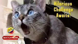 The ultimate compilation of Funny Cats: Get ready for non-stop laughter