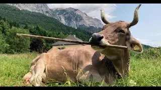 Cow Demonstrates Tool Use, Challenging Animal Intelligence Assumptions