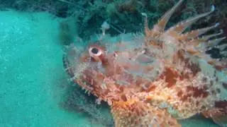 scorfano al maniscalco