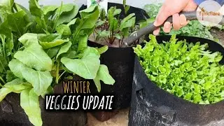 My Winter Veggies Update 🌱 | Care Tips & Mistakes I Made | forkflare 