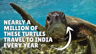 Sea Turtles Swarm Beach in India for Annual Mass Nesting