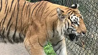 Tyavarekoppa lion and tiger reserve forest Shimoga | ತ್ಯಾವರೆಕೊಪ್ಪ ಹುಲಿ ಸಿಂಹ ಧಾಮ #reserveforest
