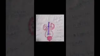label diagram of human urine system #new #viralvideo #youtubeshorts #urine #shorts #diagram #shorts