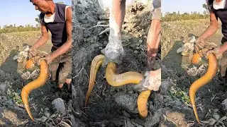 Dry Pond Eel Fishing Technique By Hand