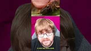 Как насекомые издают звуки? 🦗