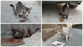 Homeless Cats 😺😺😺 Need Food From Kind-Hearted People To Survive