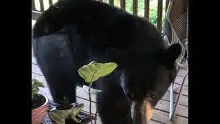 WOW! BEAR MINA THINKS MY BLACK CAT IS HER CUB!