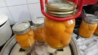 canning apricots