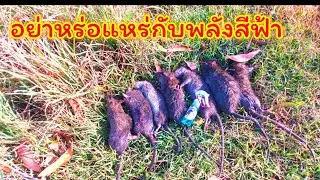 A large rat trap in Saraburi, like a dog