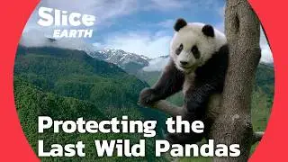 How Wild Giant Pandas Protect Entire Ecosystems: Panda's Role in Saving Biodiversity |&nbsp;SLICE EARTH