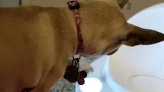 #CleverClip  Mocha up close with the Hub
