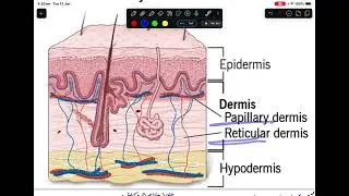 Skin Tumours 1 ( Part one )