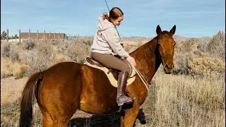 Jessie Martindale &mdash; 2026 Thoroughbred Makeover Extra Video Application