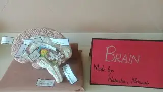 bio , physic , chemistry model | science exhibition| creative school art work