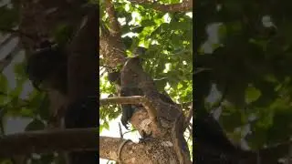 KOMODO DRAGON CLIMBS A TREE &ndash; Animals || Rinca Island