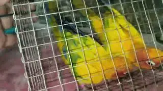 sunconure birds #birds #suncanure #sales #chillcritters #tamil #sales