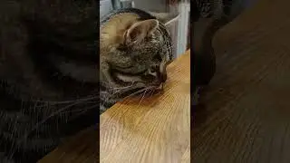 Бакс нехочет рыбу
