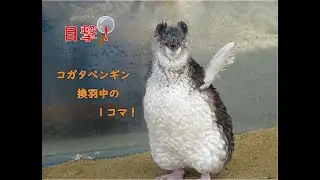 コガタペンギン換羽中の一コマ！