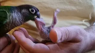 Feeding Time 3 Weeks Old Baby Green Cheek Conure