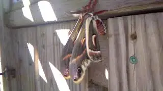 Cercropia Moth