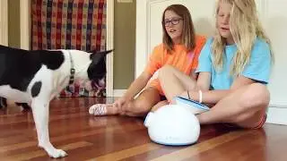 5 INGENIOUS Pet Gadgets Every Pet Owner Should Have 2018 P1