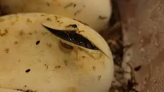 Super Dwarf reticulated baby hatching