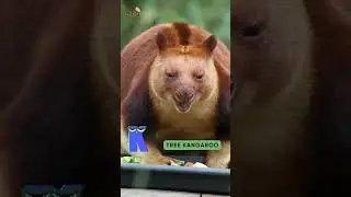 ABC Cute Animals Song | Letter I to L | Learn Alphabets, English and Animals for Kids (Fun)