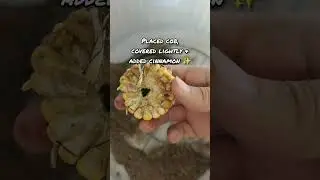 Compost Corn Sprouting 🌽♻️ | From Waste to Life | forkflare #forkflare #shorts #viral #yt #gardening