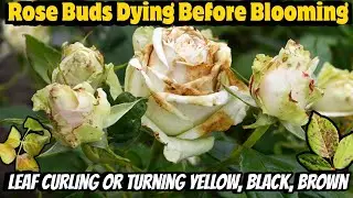 Fixing Common Rose Problems🌹🌿 | Easy Rose Care Tips | Rose Plant Diseases & their Solutions | Hindi