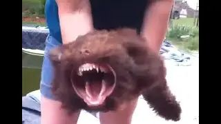 attack of da dawgs ｜ woof type beat / fluffy type beat / angry type beat