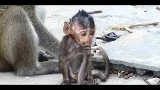 Pity tiny baby Heidi pigtail monkey want nurse   she love baby so much