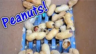 Shredding #19: Peanuts!