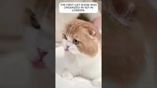 When Was the First Cat Show Ever Held? 🐱🎩