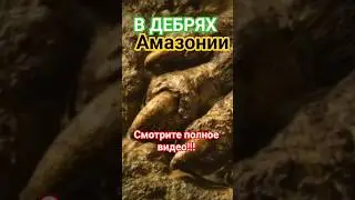 Что обнаружил Перси Фоссет, в дебрях Амазонии?