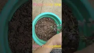Purple Turtle Vine Propagation!!!💜🍃🌿