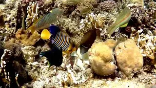 Red Sea fish near a shell, waves, Рыбы Красного моря у ракушки, волны