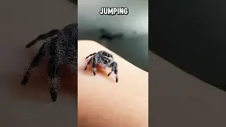 Jumping Spiders as Pets? Why Theyre Harmless and Fun? 🕷️