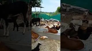 அதிக லாபம் தரும் நாட்டு ஆடு வளர்ப்பு #livestock #goatfarming #goats
