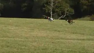 Greyhounds Lure Coursing