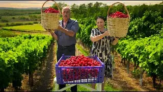 &ldquo;Village Harvest 🍒 Turning Fresh Cornelian Cherries into Jam, Compote & Pickles&rdquo;
