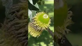 Turkey oak - acorns / fruit - August 2023