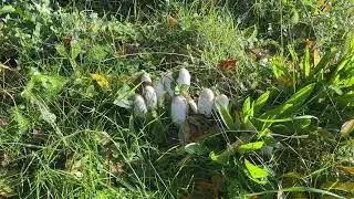 Shaggy inkcaps by roadside - November 2023