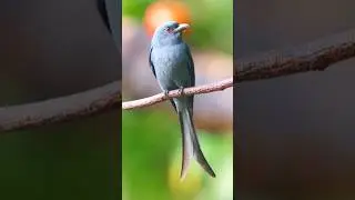 Met a bird with a unique voice: ashy drongo (Dicrurus leucophaeus)