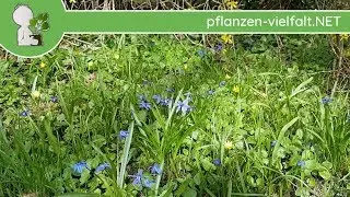 Blausterne - Bl&uuml;te/Erscheinung - 05.04.18 (Scilla)