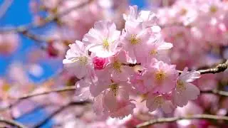 舒缓神经系统、愉悦灵魂的轻音乐 #loveyourself.alexander #SoothingRelaxatio